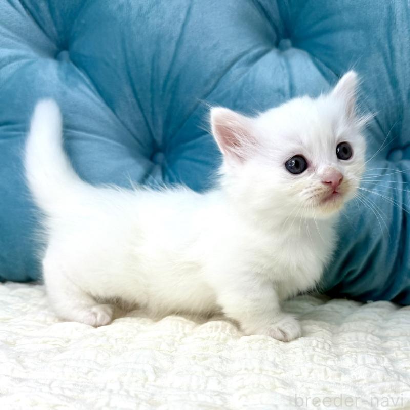 販売中の鹿児島県のキンカロー-130097の15枚目