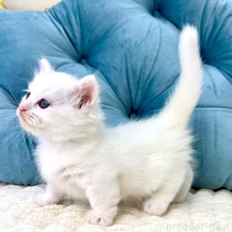 販売中の鹿児島県のキンカロー-130097の14枚目