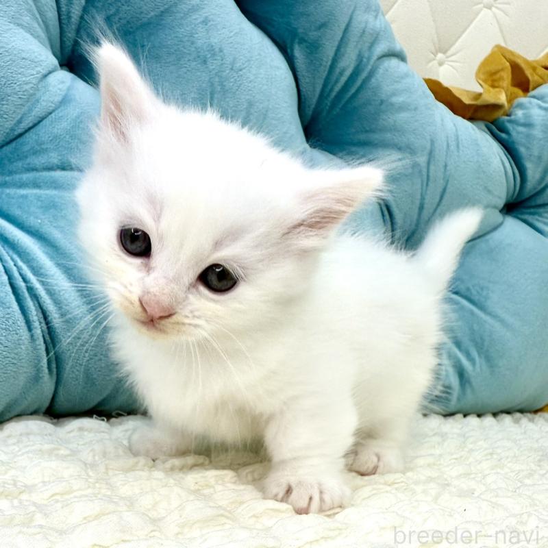 販売中の鹿児島県のキンカロー-130097の13枚目