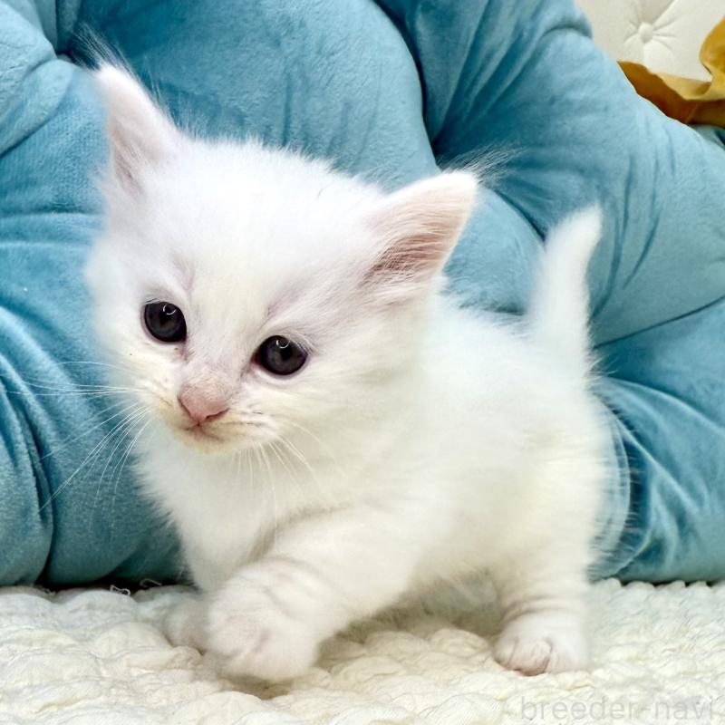 販売中の鹿児島県のキンカロー-130097の12枚目