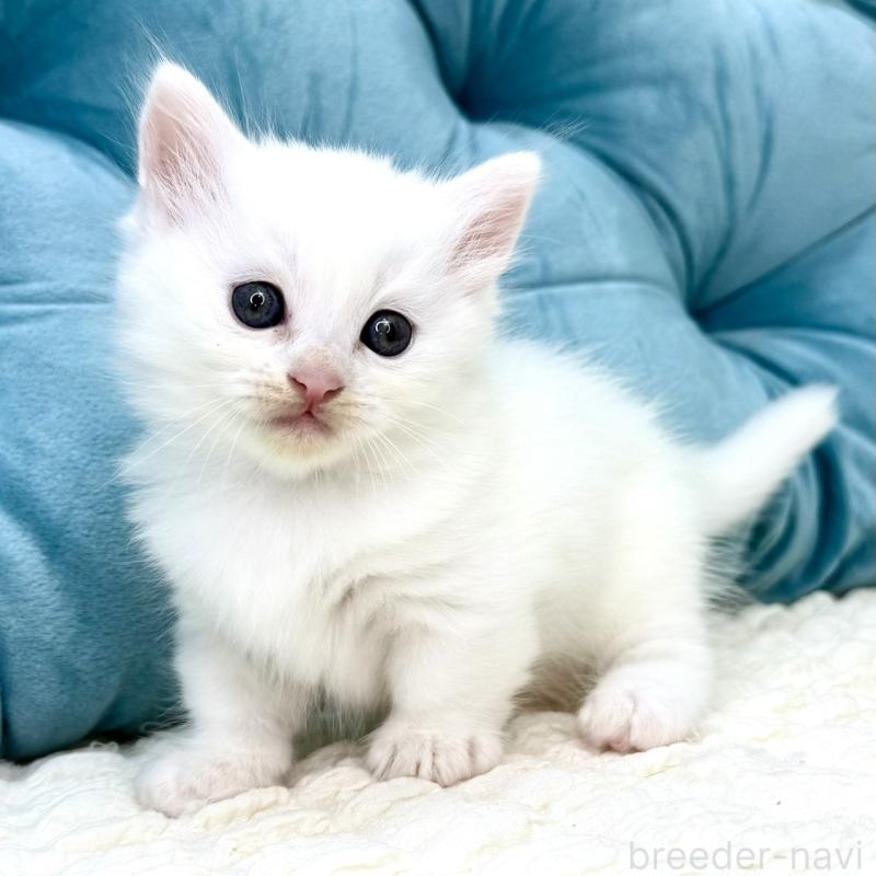 販売中の鹿児島県のキンカロー-130097の11枚目