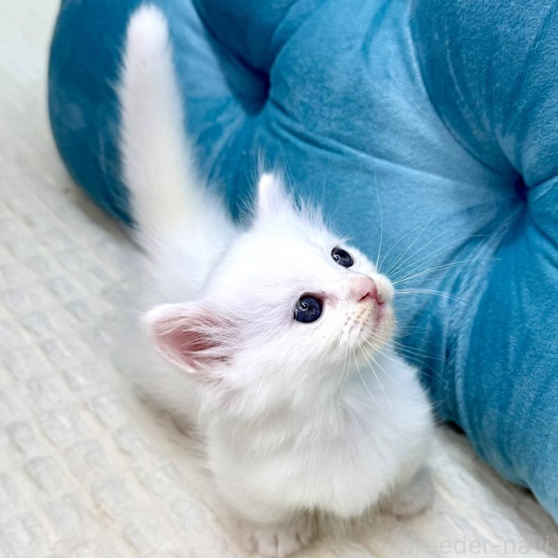 販売中の鹿児島県のキンカロー-130097の10枚目