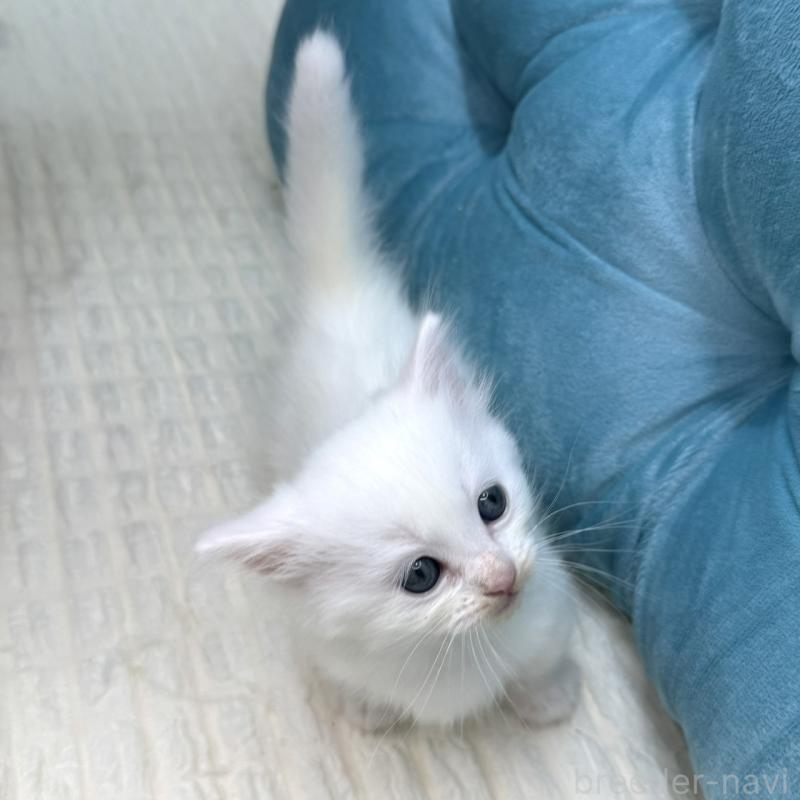 販売中の鹿児島県のキンカロー-130097の9枚目