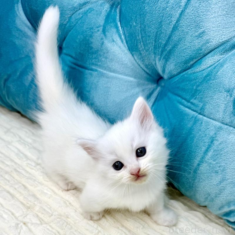 販売中の鹿児島県のキンカロー-130097の8枚目