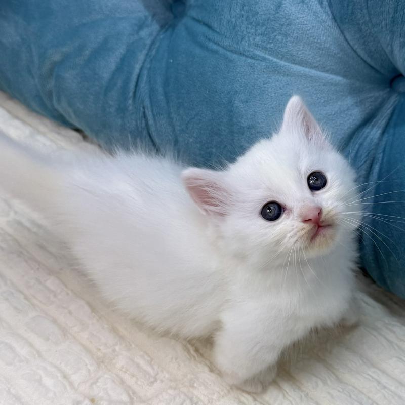 販売中の鹿児島県のキンカロー-130097の7枚目