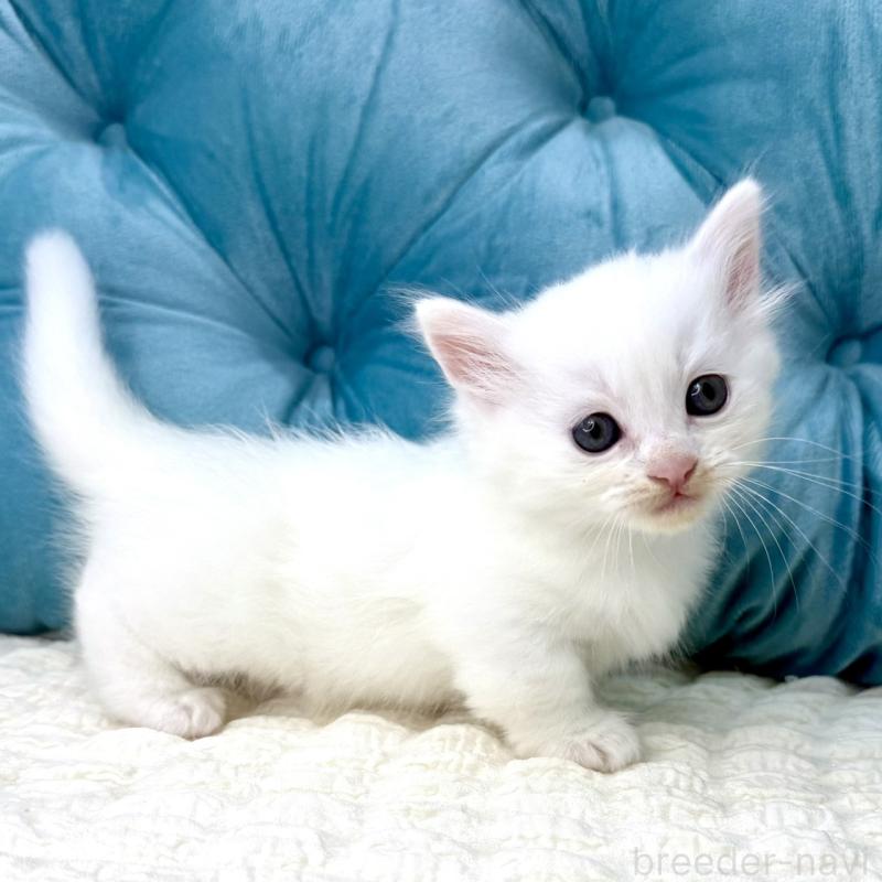 販売中の鹿児島県のキンカロー-130097の6枚目