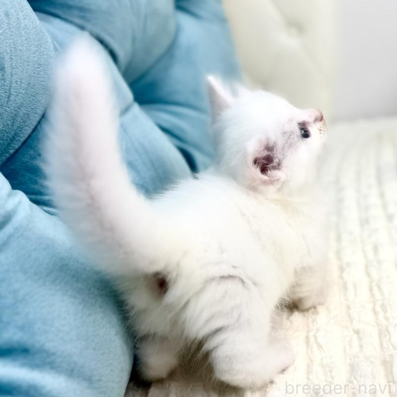 販売中の鹿児島県のキンカロー-130097の5枚目