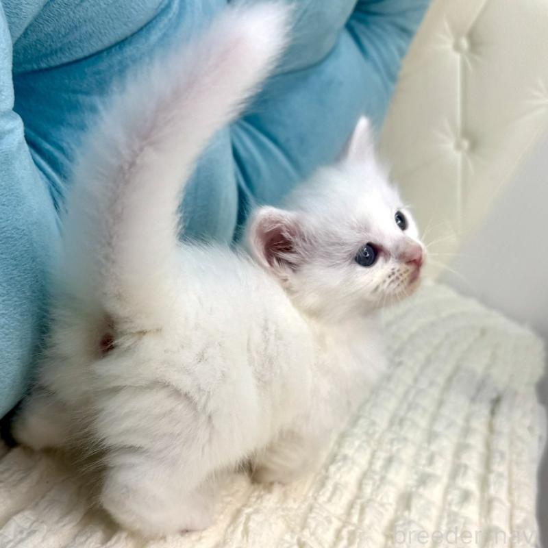 販売中の鹿児島県のキンカロー-130097の4枚目