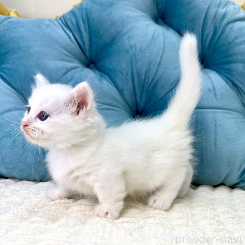 販売中の鹿児島県のキンカロー-130097の3枚目