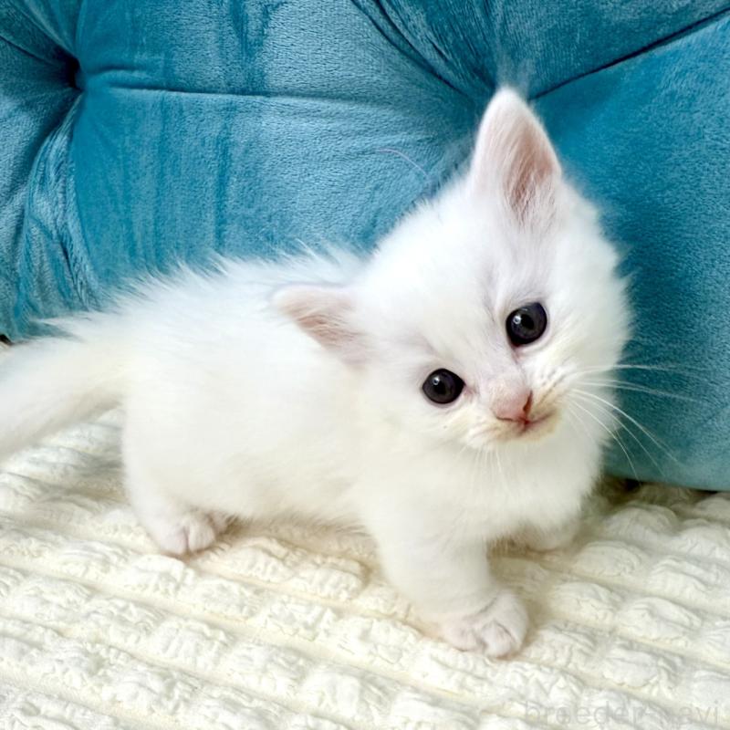 販売中の鹿児島県のキンカロー-130097の2枚目