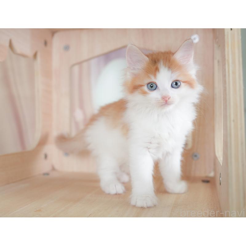 販売中の千葉県のノルウェージャンフォレストキャット-130098の8枚目