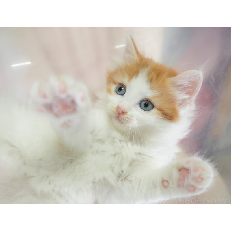 販売中の千葉県のノルウェージャンフォレストキャット-130098の7枚目