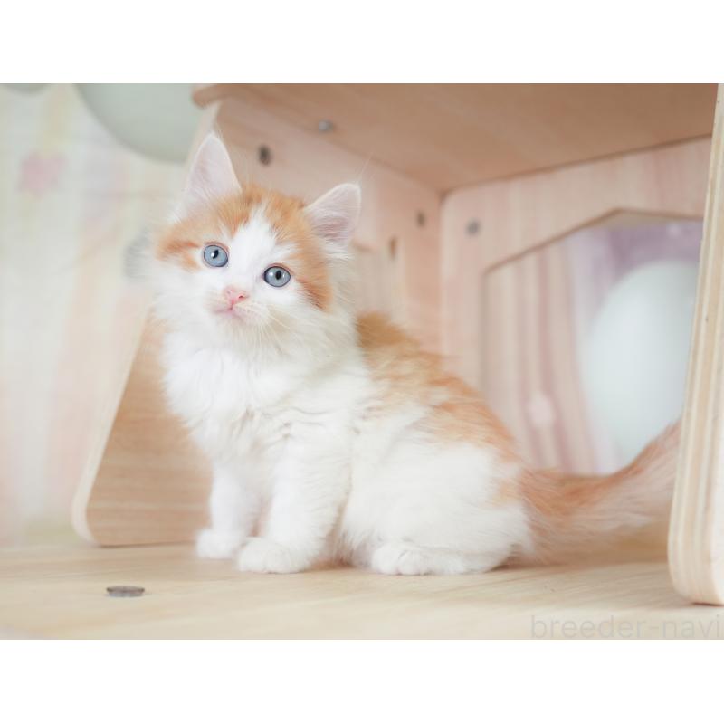 販売中の千葉県のノルウェージャンフォレストキャット-130098