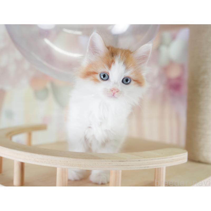 販売中の千葉県のノルウェージャンフォレストキャット-130098の6枚目