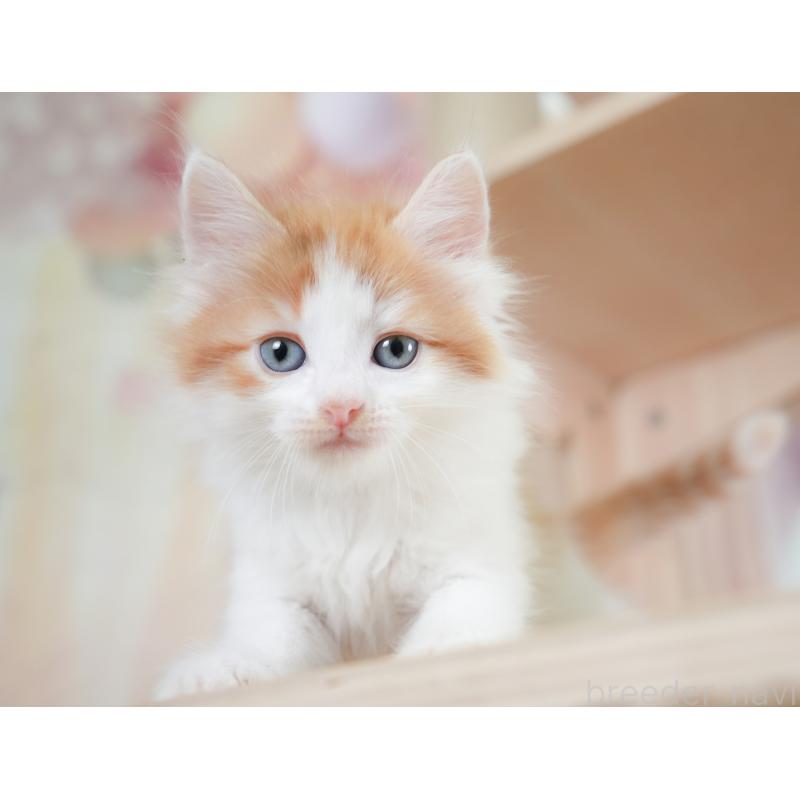 販売中の千葉県のノルウェージャンフォレストキャット-130098の5枚目