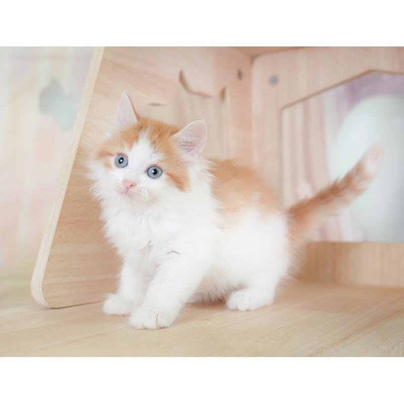 販売中の千葉県のノルウェージャンフォレストキャット-130098の4枚目