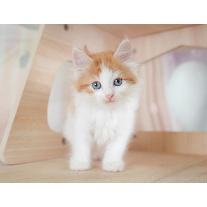 販売中の千葉県のノルウェージャンフォレストキャット-130098の3枚目