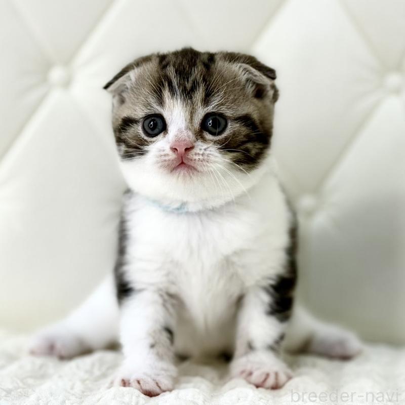 販売中の鹿児島県のスコティッシュフォールド(折れ耳)-130099