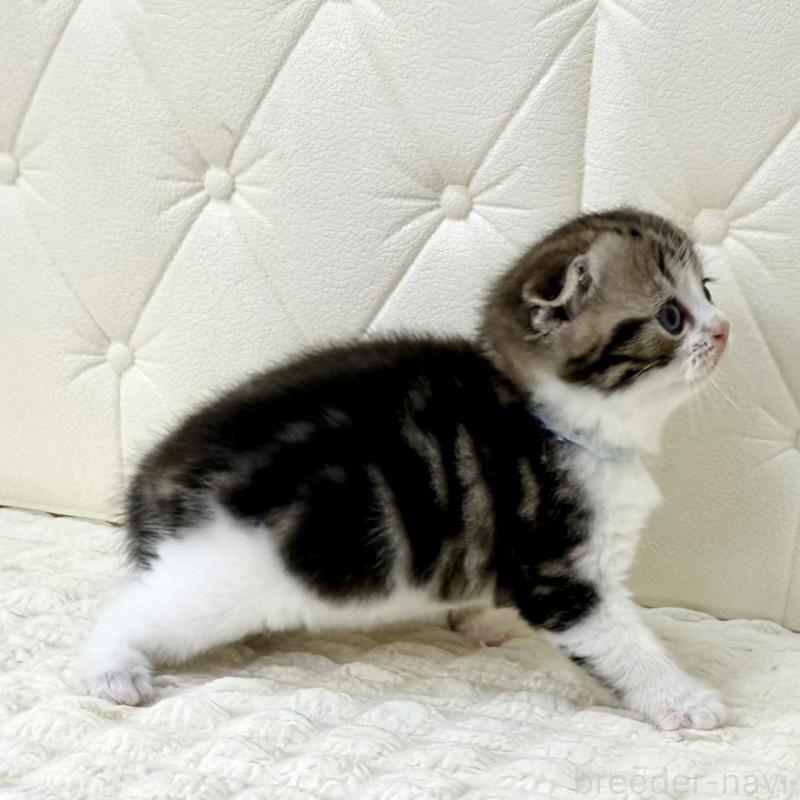 販売中の鹿児島県のスコティッシュフォールド(折れ耳)-130099の15枚目