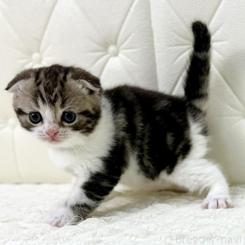 販売中の鹿児島県のスコティッシュフォールド(折れ耳)-130099の14枚目