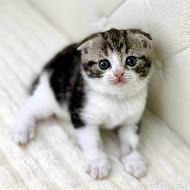 販売中の鹿児島県のスコティッシュフォールド(折れ耳)-130099の12枚目