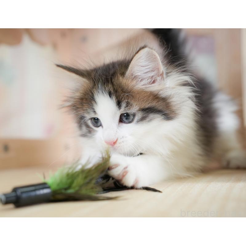 販売中の千葉県のノルウェージャンフォレストキャット-130100の4枚目