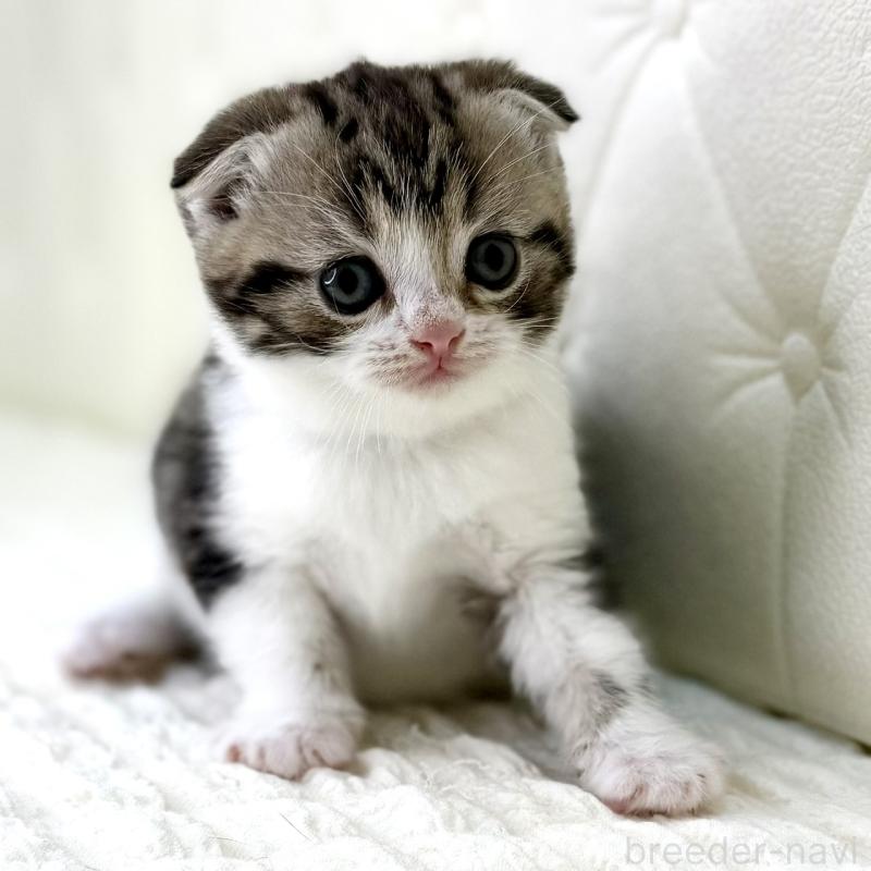 販売中の鹿児島県のスコティッシュフォールド(折れ耳)-130099の11枚目