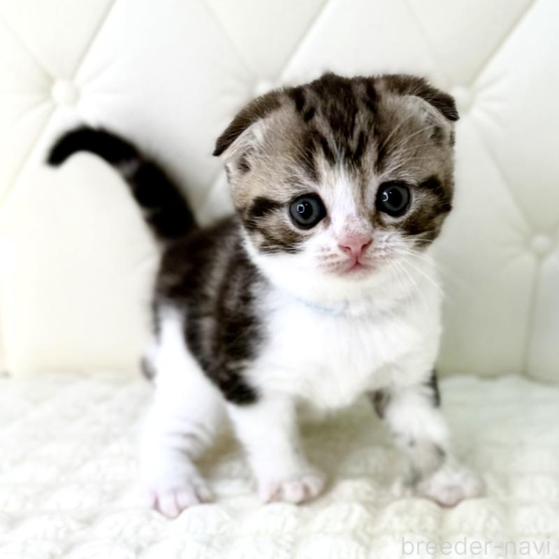 販売中の鹿児島県のスコティッシュフォールド(折れ耳)-130099の10枚目