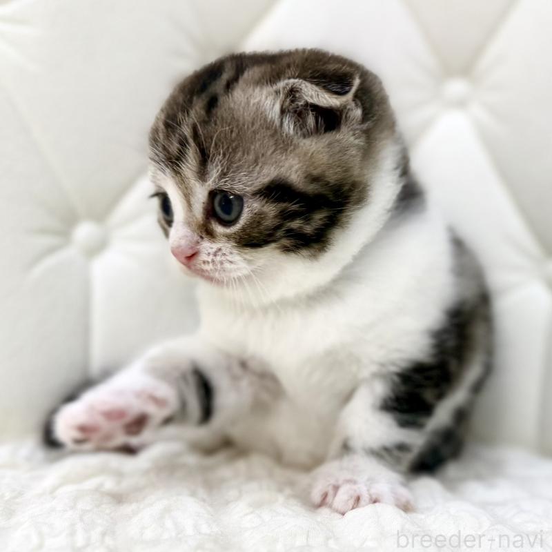 販売中の鹿児島県のスコティッシュフォールド(折れ耳)-130099の9枚目