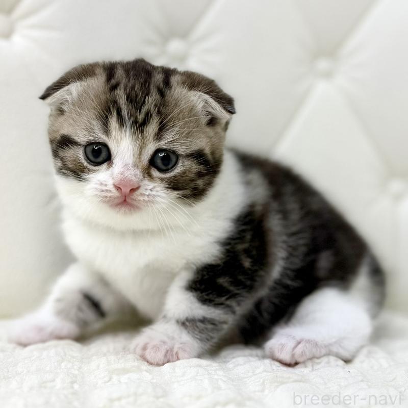 販売中の鹿児島県のスコティッシュフォールド(折れ耳)-130099の8枚目