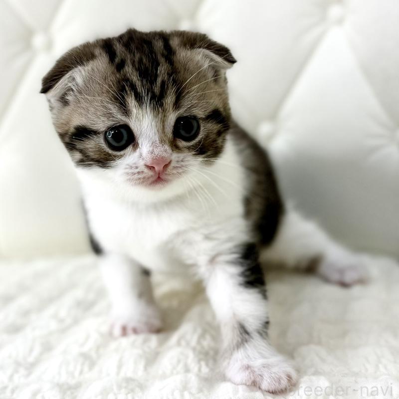 販売中の鹿児島県のスコティッシュフォールド(折れ耳)-130099の7枚目