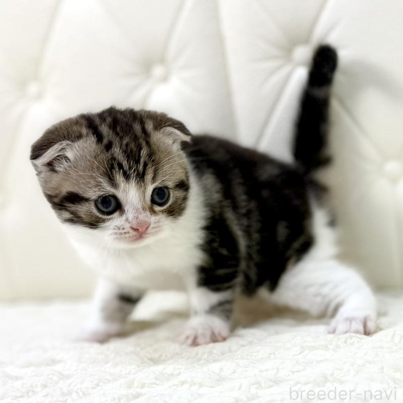 販売中の鹿児島県のスコティッシュフォールド(折れ耳)-130099の6枚目