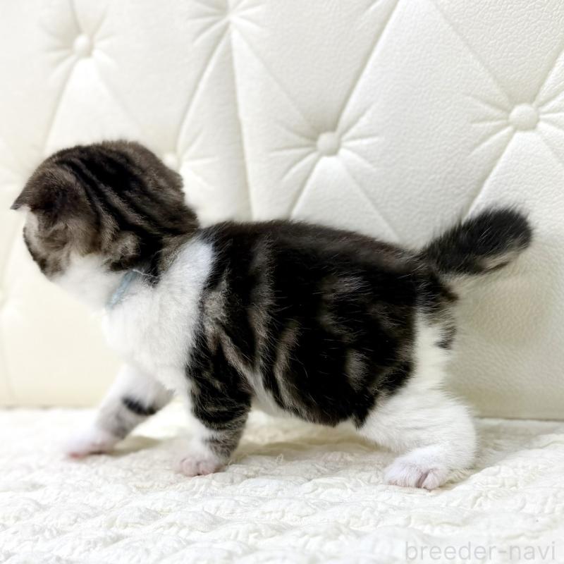 販売中の鹿児島県のスコティッシュフォールド(折れ耳)-130099の5枚目