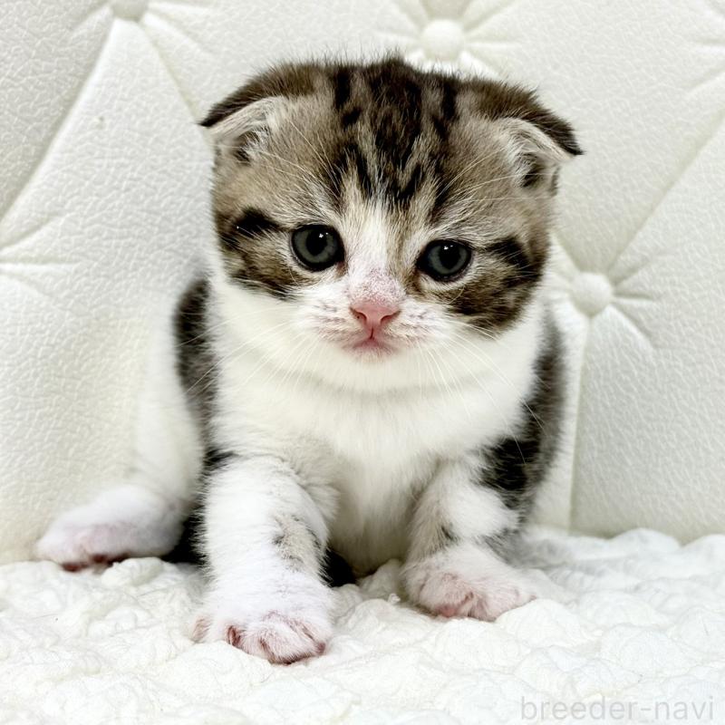 販売中の鹿児島県のスコティッシュフォールド(折れ耳)-130099の4枚目