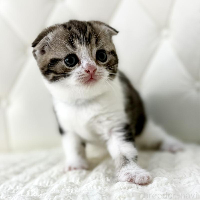 販売中の鹿児島県のスコティッシュフォールド(折れ耳)-130099の3枚目