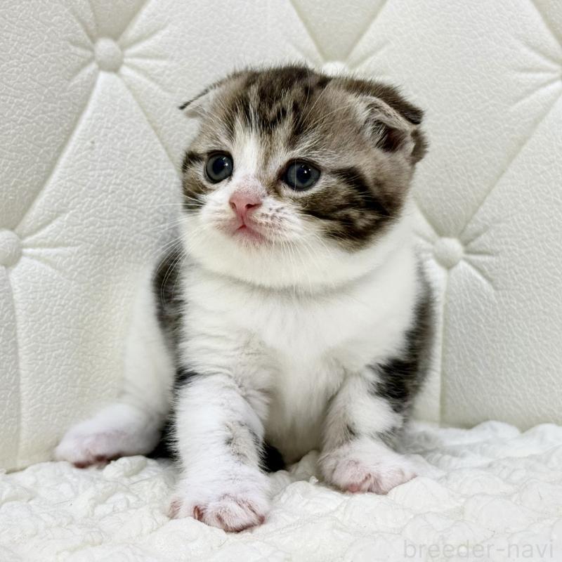 販売中の鹿児島県のスコティッシュフォールド(折れ耳)-130099の2枚目