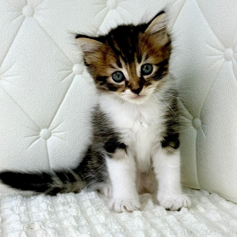 販売中の鹿児島県のキンカロー-130101