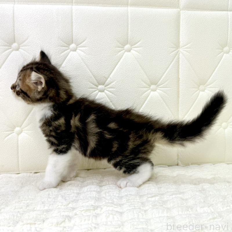 販売中の鹿児島県のキンカロー-130101の15枚目