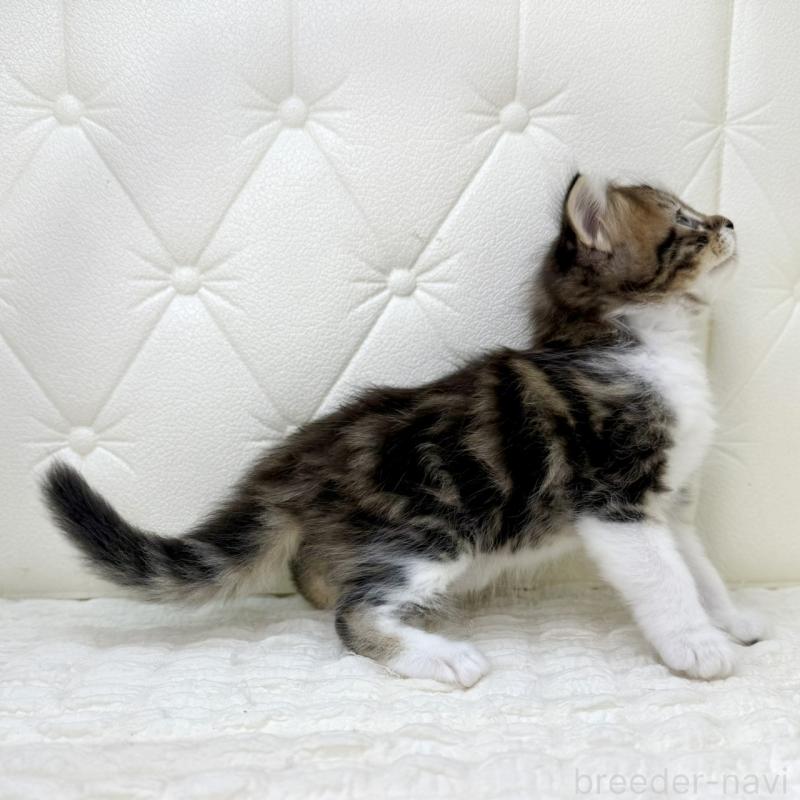 販売中の鹿児島県のキンカロー-130101の14枚目