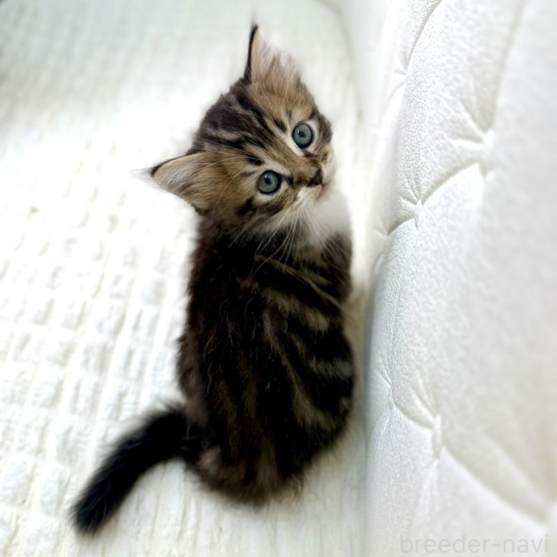 販売中の鹿児島県のキンカロー-130101の13枚目