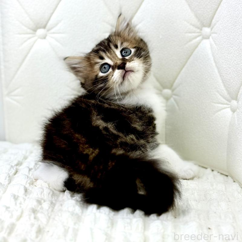 販売中の鹿児島県のキンカロー-130101の12枚目