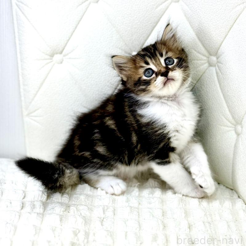 販売中の鹿児島県のキンカロー-130101の11枚目