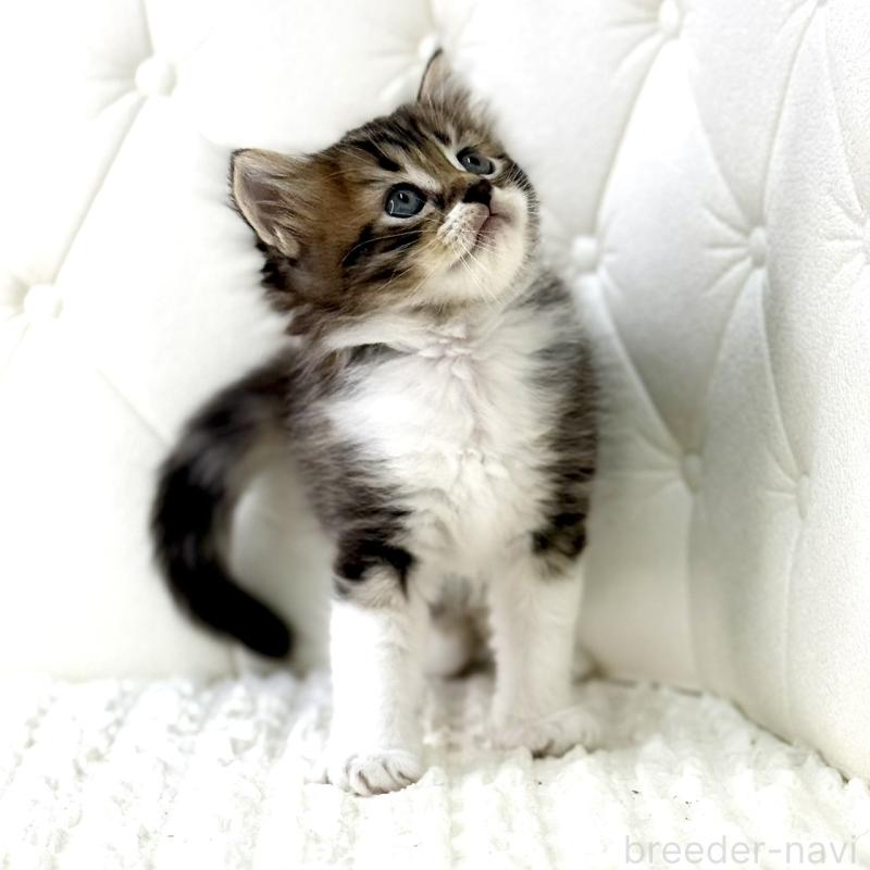 販売中の鹿児島県のキンカロー-130101の10枚目