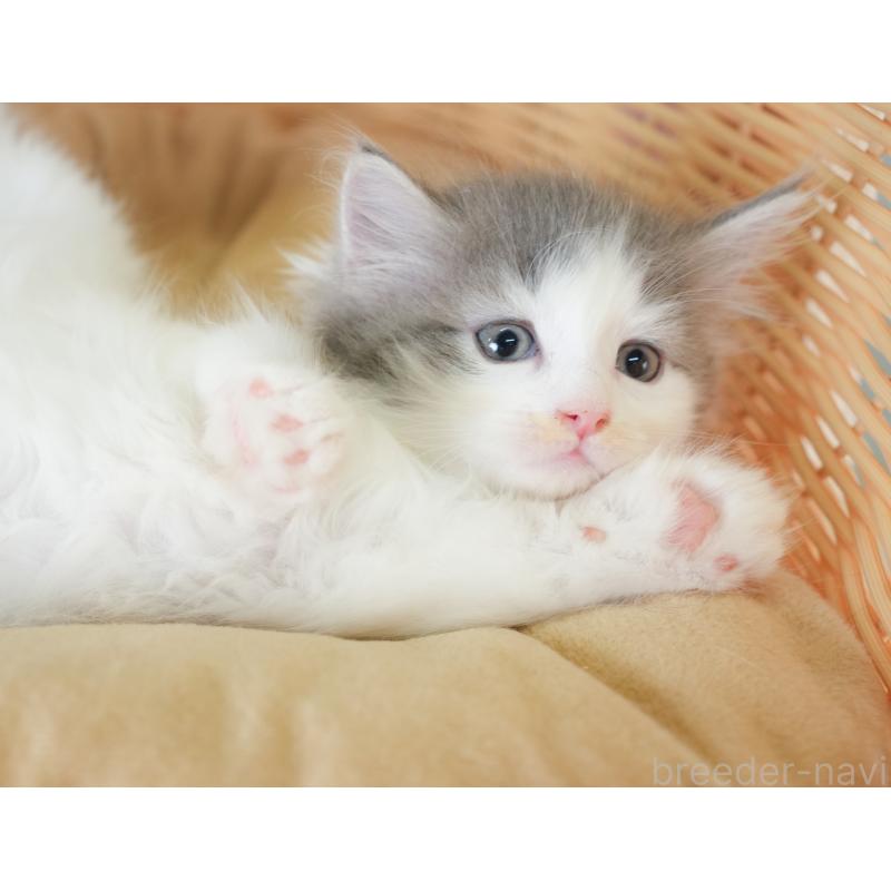 販売中の千葉県のノルウェージャンフォレストキャット-130102の8枚目