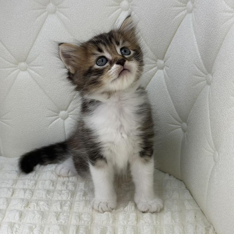 販売中の鹿児島県のキンカロー-130101の9枚目