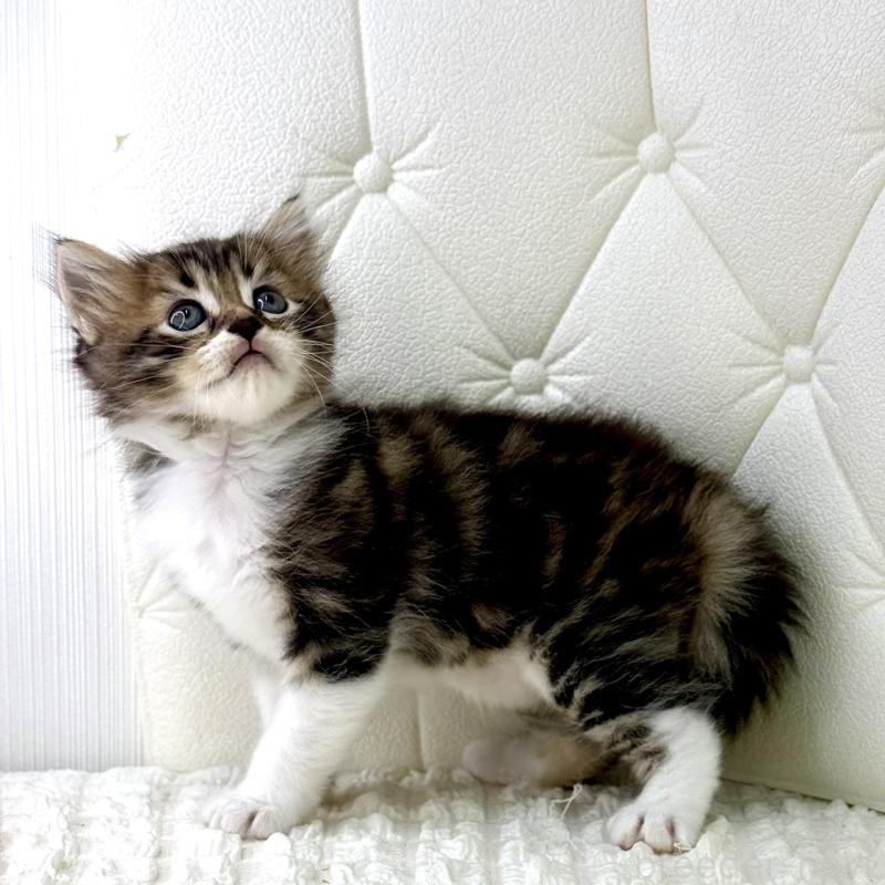 販売中の鹿児島県のキンカロー-130101の8枚目