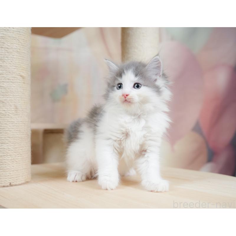 販売中の千葉県のノルウェージャンフォレストキャット-130102の7枚目