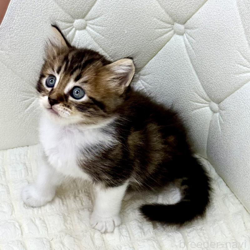 販売中の鹿児島県のキンカロー-130101の7枚目