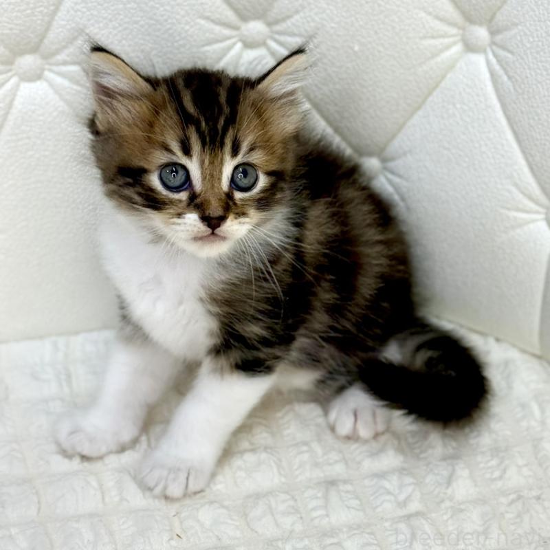 販売中の鹿児島県のキンカロー-130101の6枚目