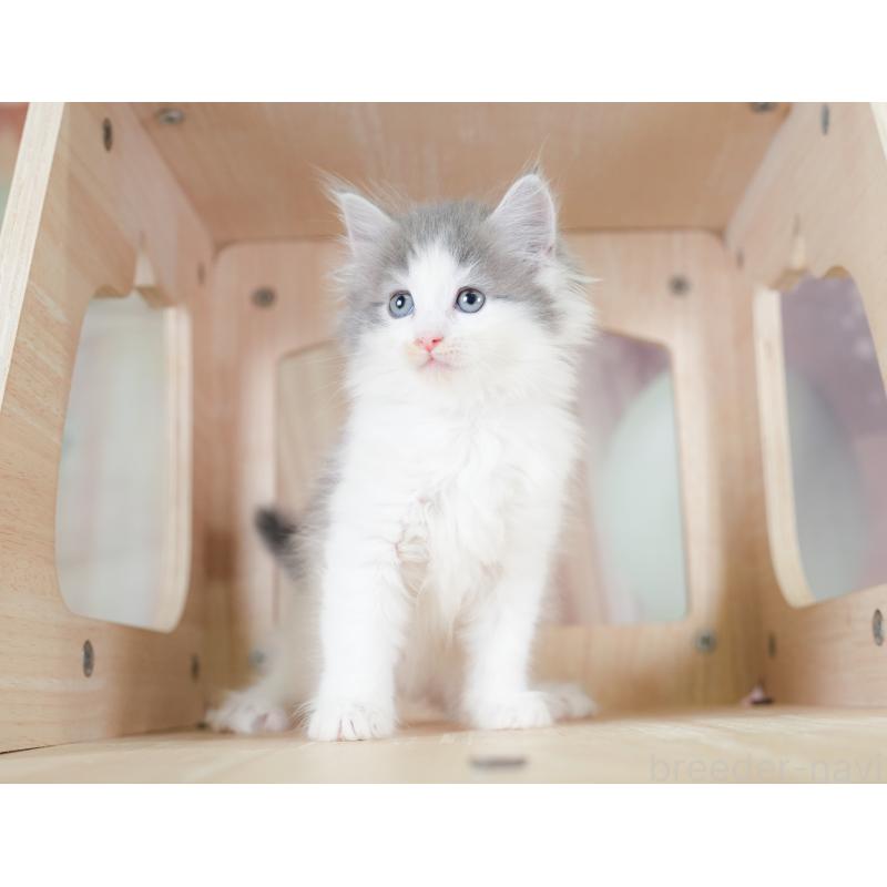 販売中の千葉県のノルウェージャンフォレストキャット-130102の6枚目